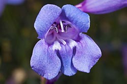 penstemon azureus thumbnail graphic